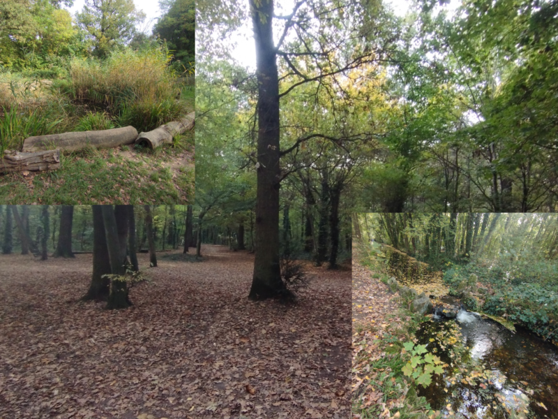 Balade sensorielle en forêt pour reconnecter ses 5 sens - exercices de pleine conscience dans la nature